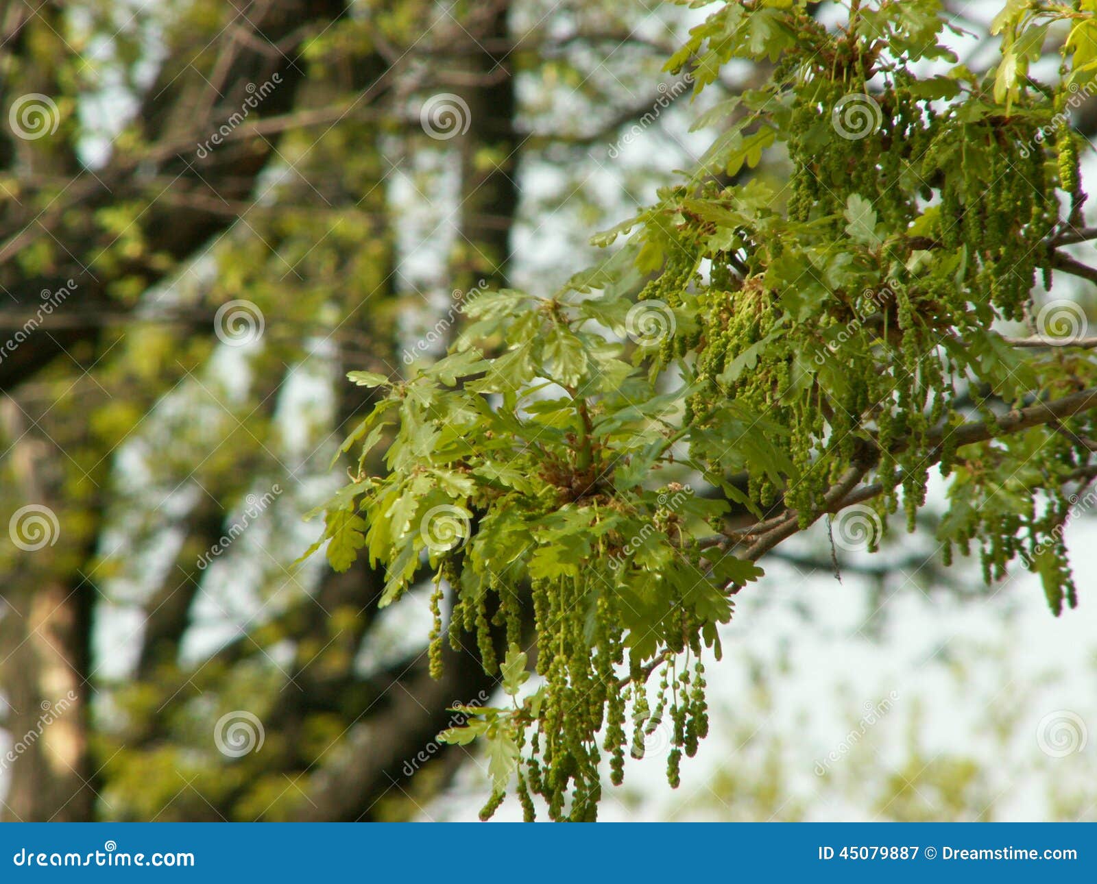 Oak bloom stock image. Image of bloom, green, spring 45079887