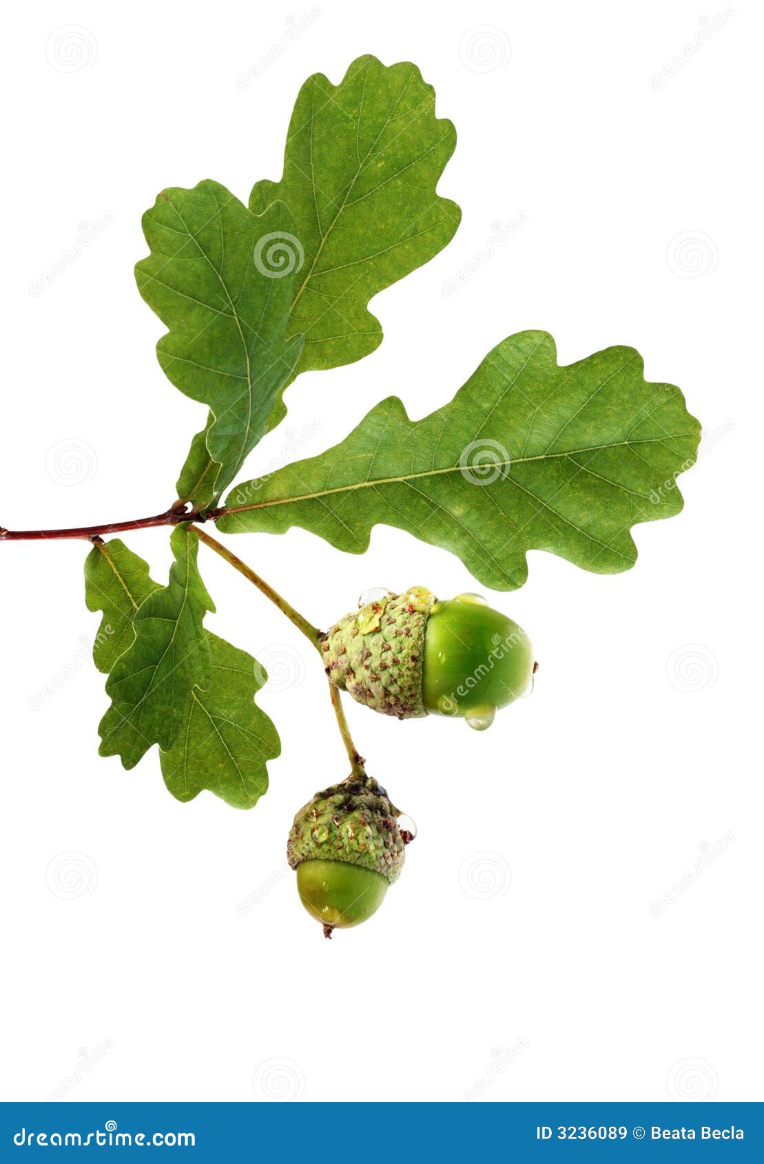 oak branch with acorns