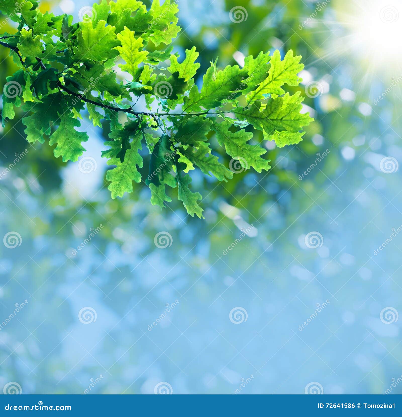 Oak branch stock photo. Image of idyllic, plant, botany 72641586