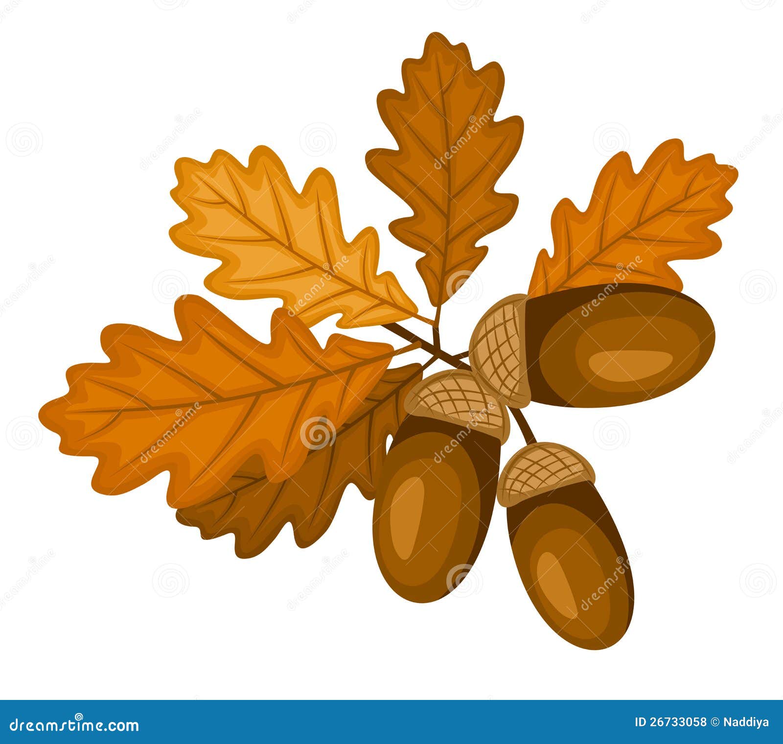 Oak Branch With Leaves And Acorns. Vector Illustra Royalty Free Stock
