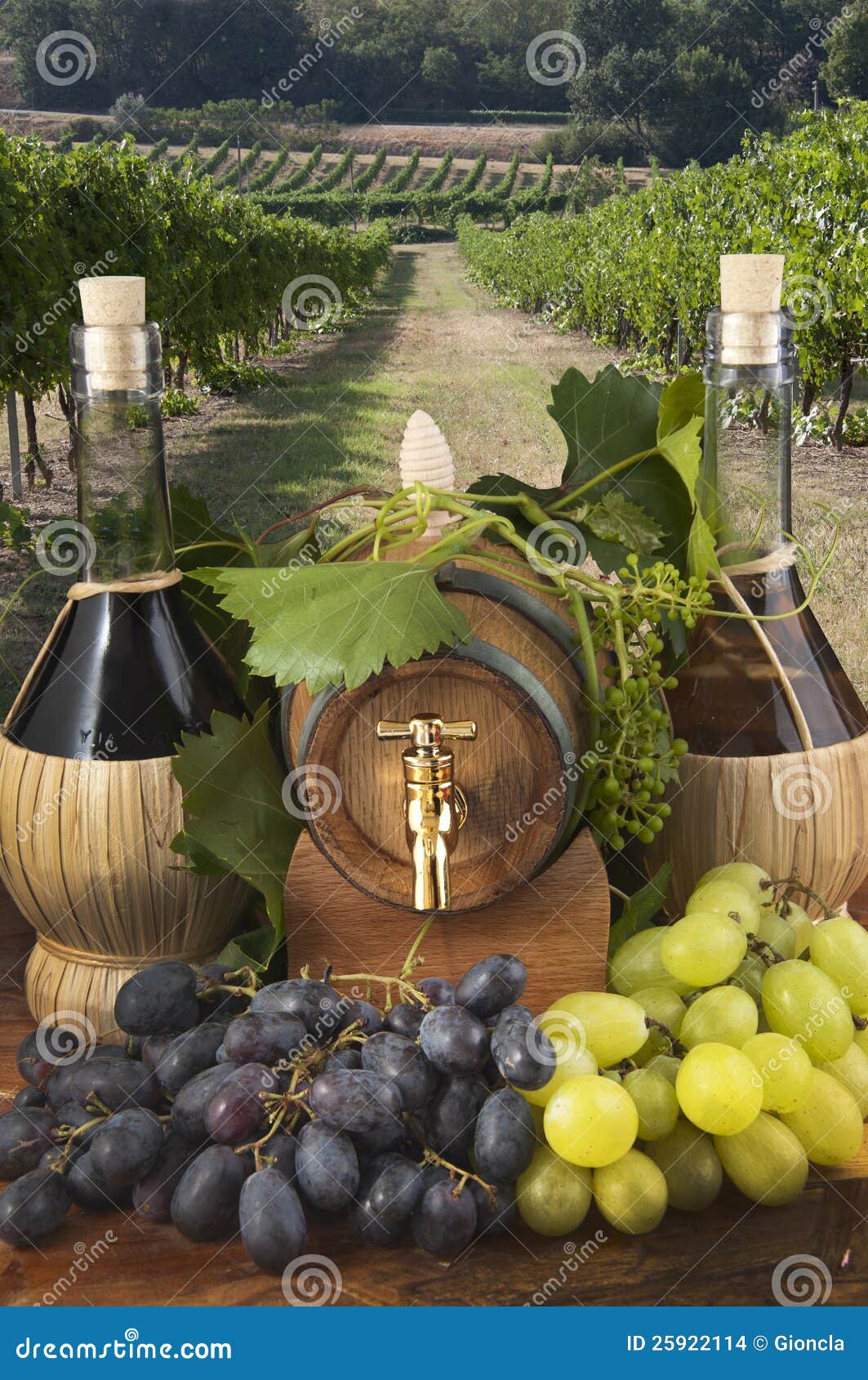 in oak casks with vines and grapes white and black