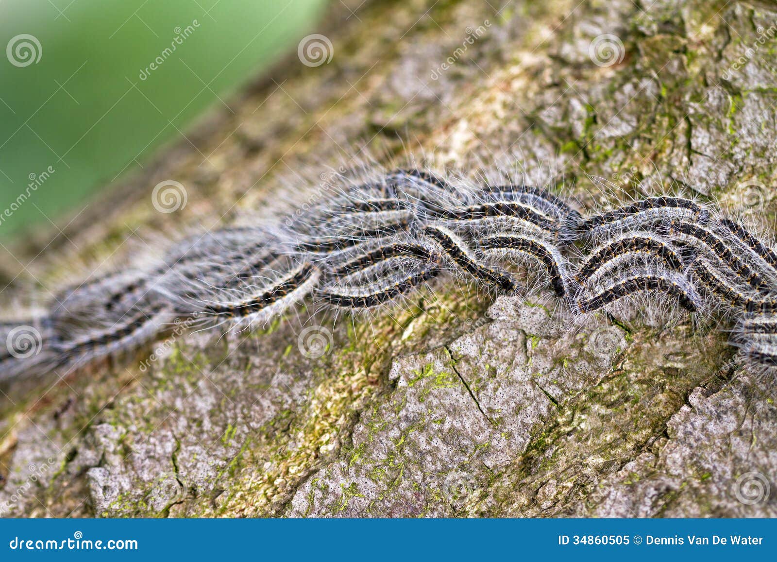 Oak Caterpillars stock image. Image of branch, health 34860505