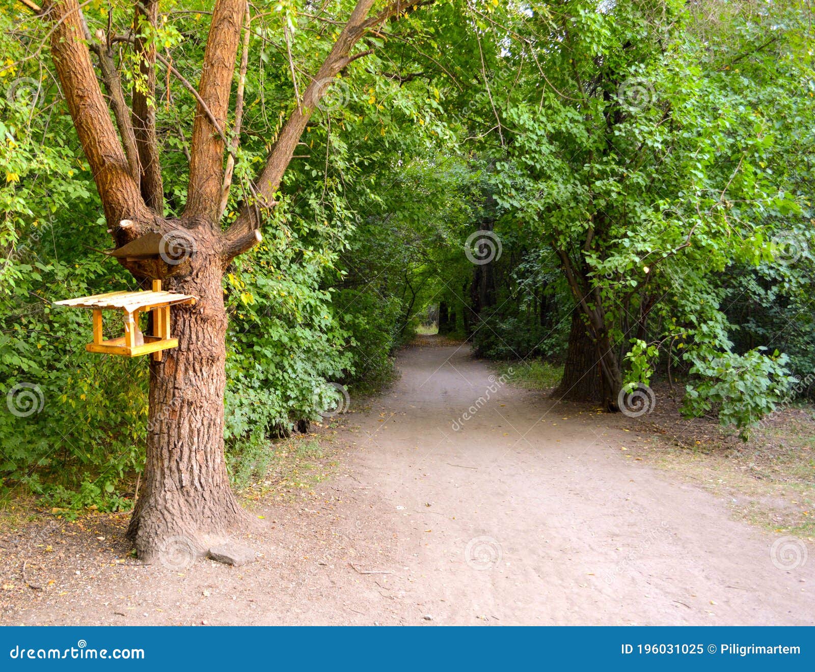 Oak in a clearing stock image. Image of natural, tree 196031025
