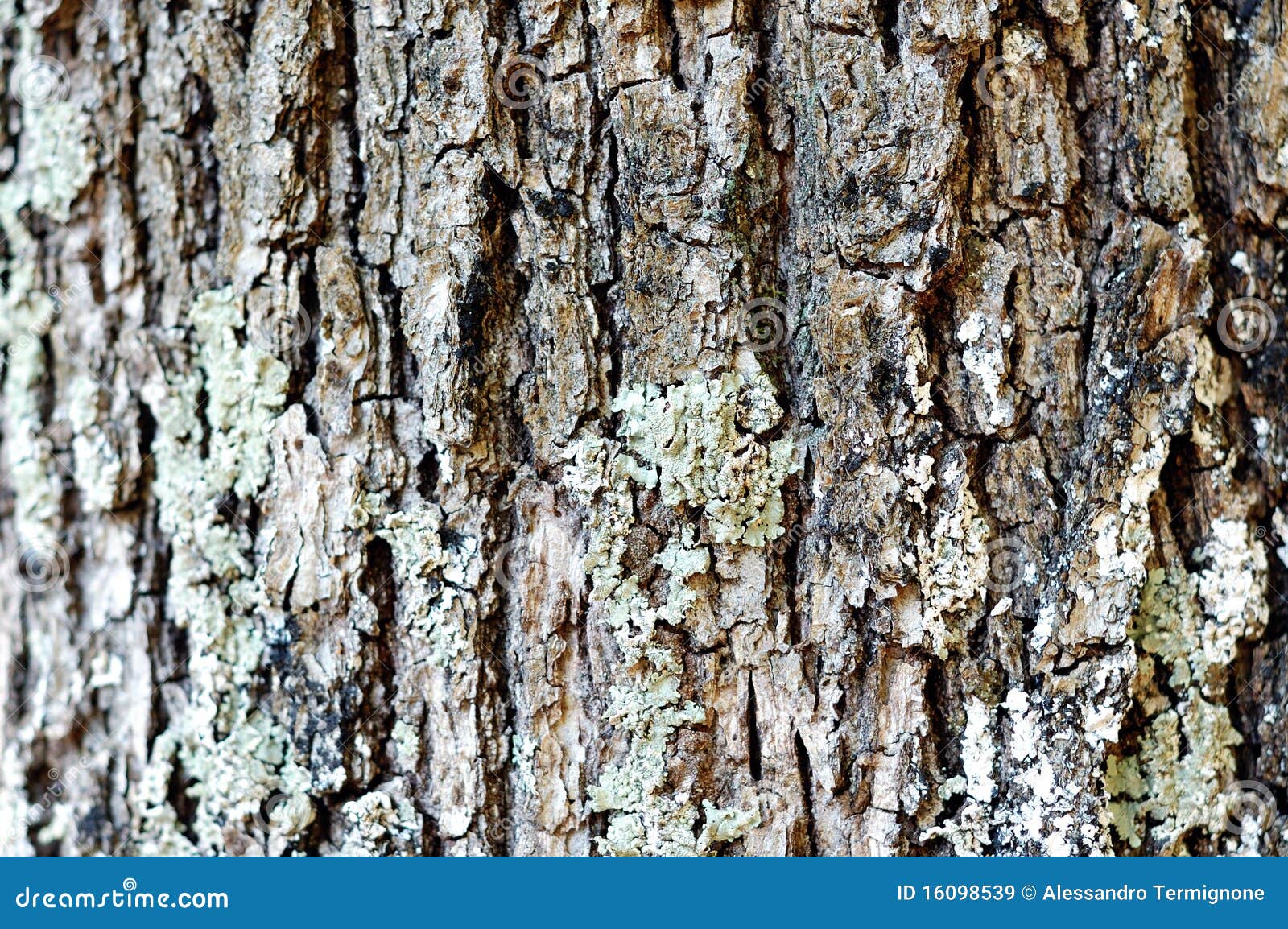 oak cortex closeup, texture