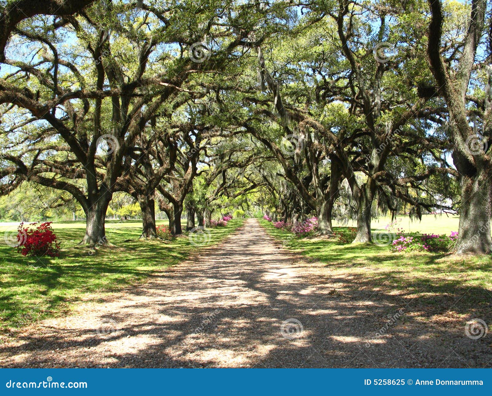 Oak Drive stock image. Image of evergreen, filtered, leaves 5258625
