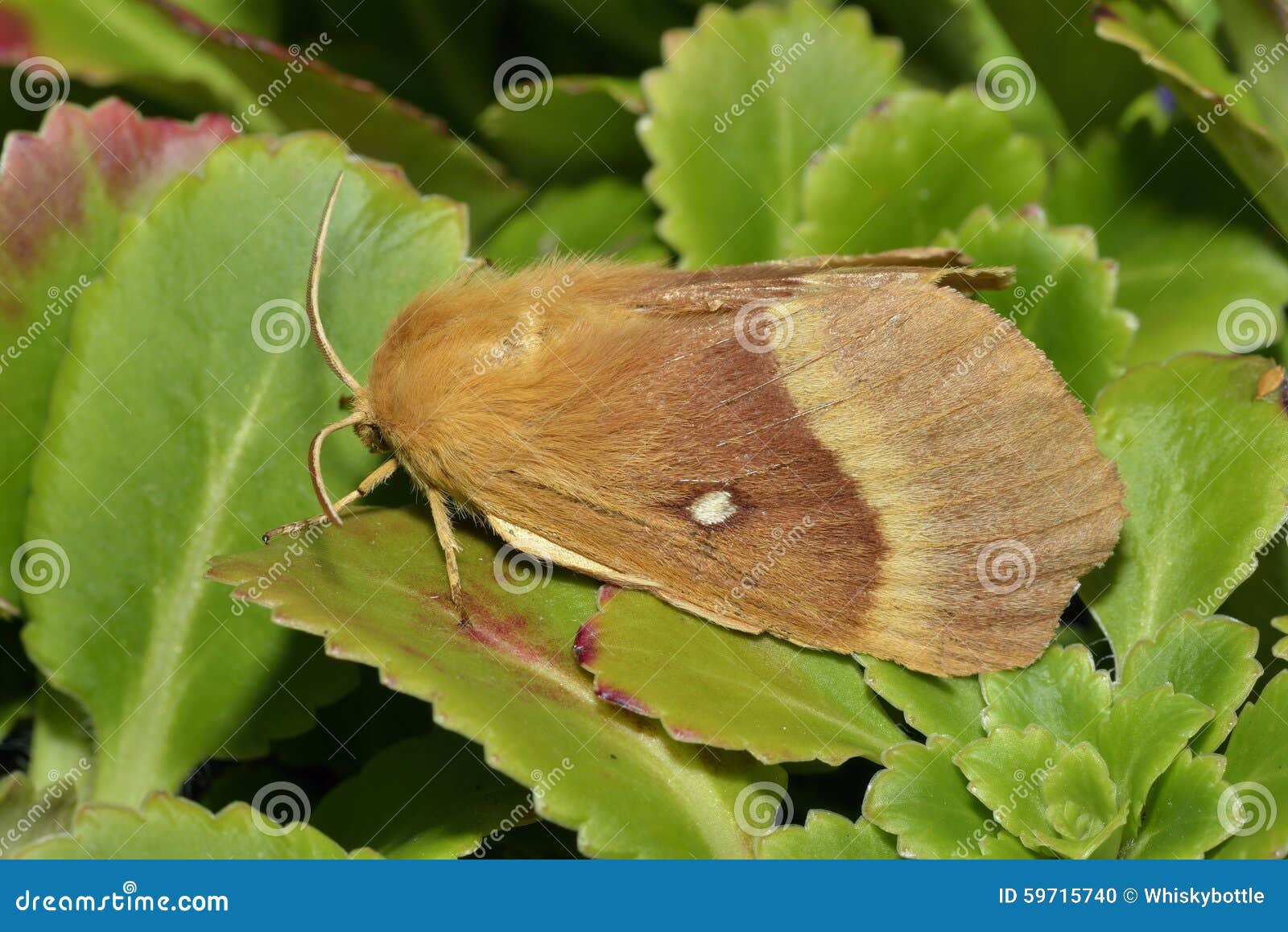 oak eggar moth