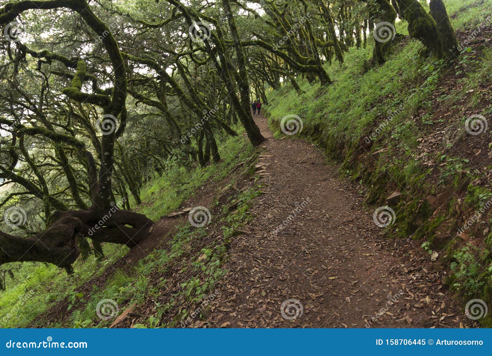 trail in the sierra gorda towards the viewpoint of cuatro palos