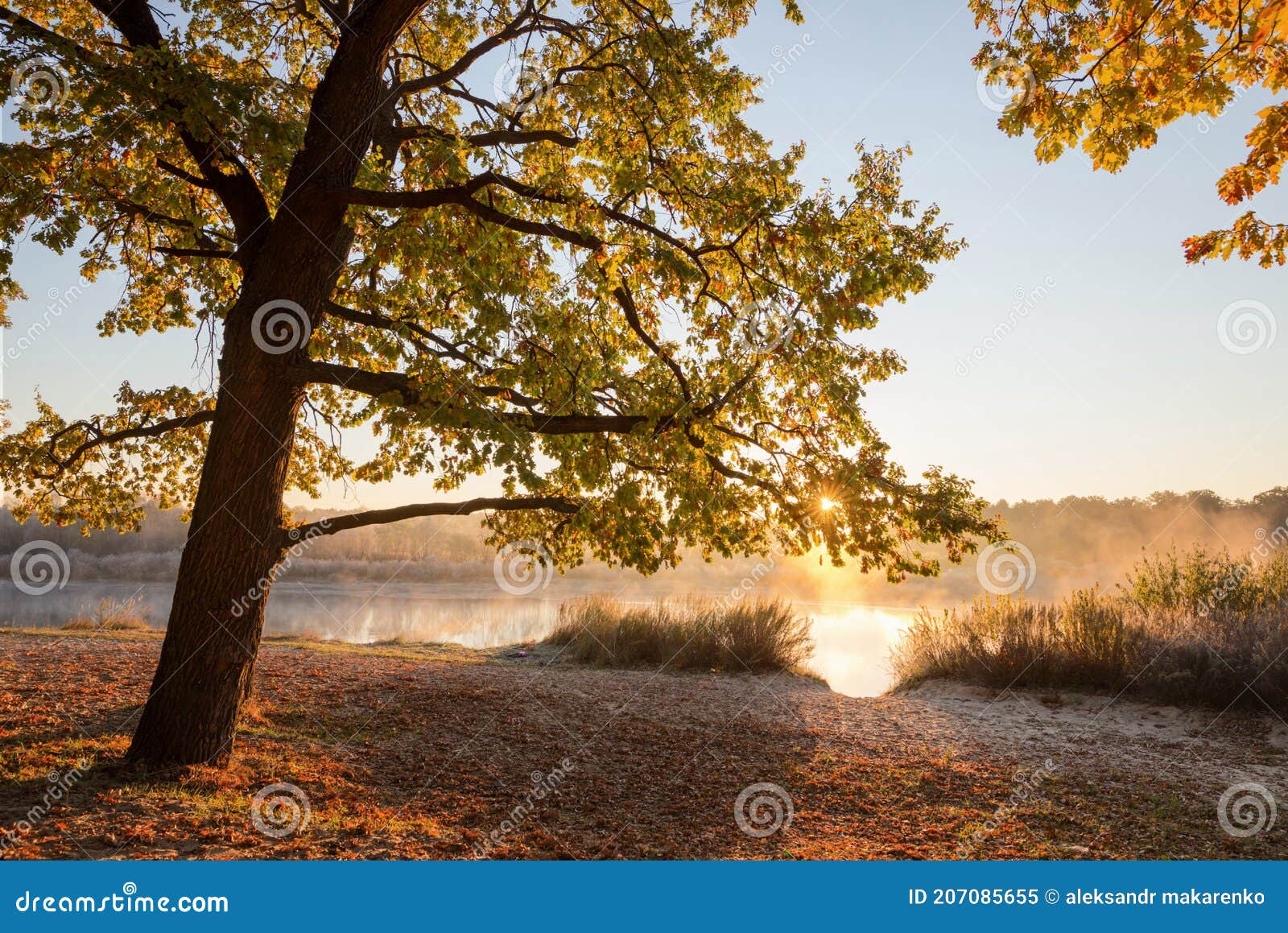 Oak Grove on the Banks of the River. Fall Stock Image Image of misty