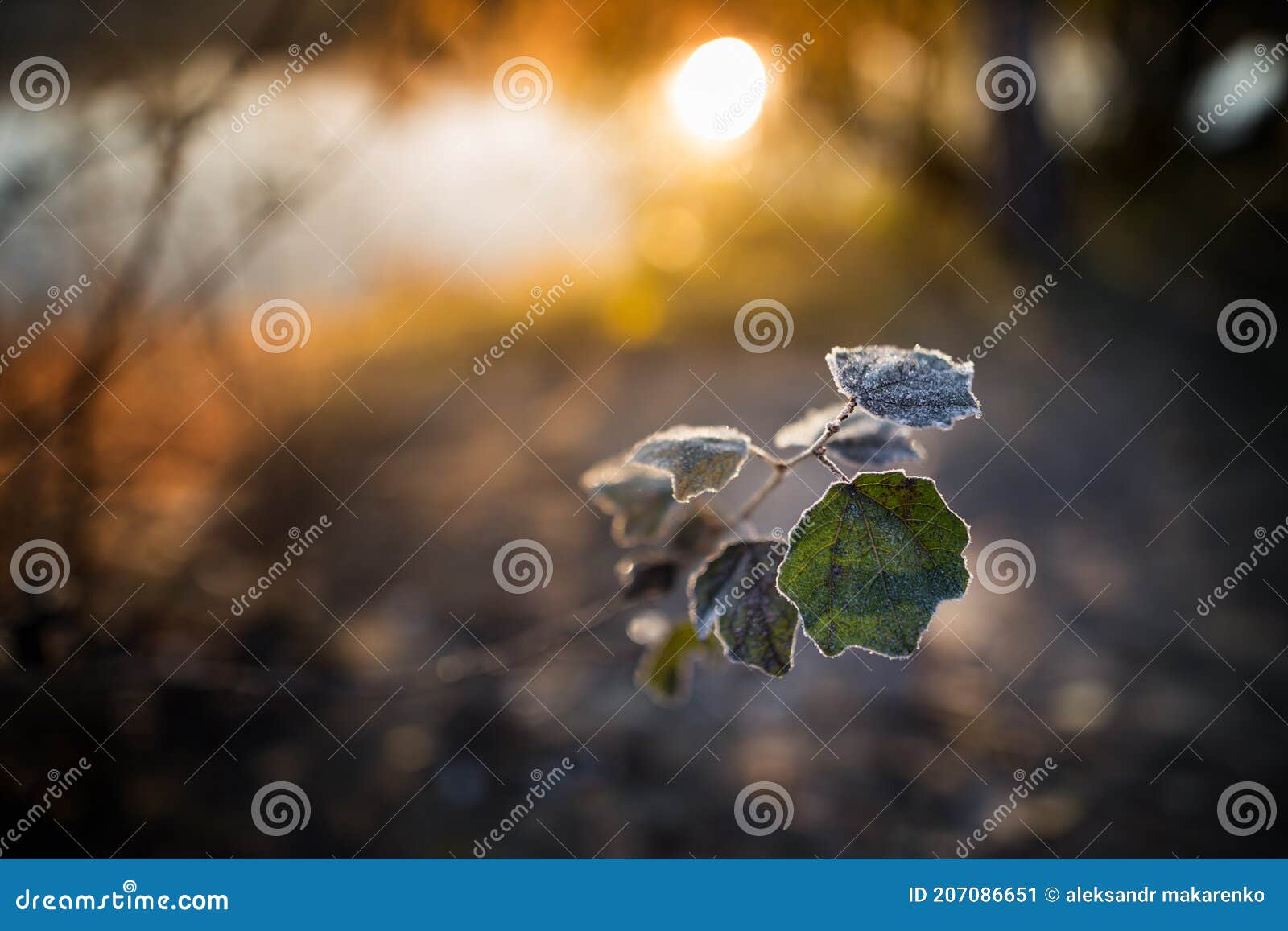 Oak Grove on the Banks of the River. Fall Stock Image Image of