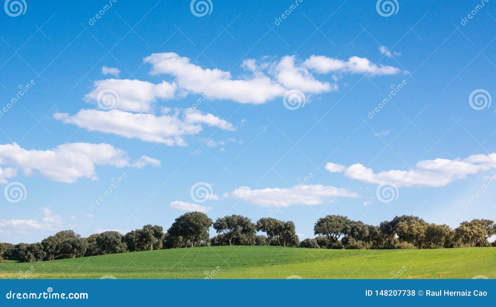 oak grove on a green grass field, under a blue sky. peacefull landscape