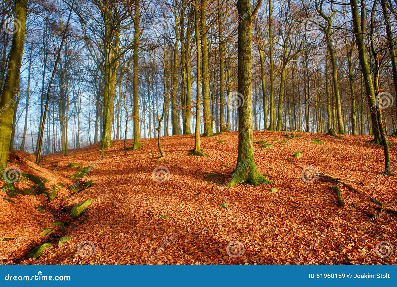Oak tree hill stock image. Image of brown, sunny, fall 81960159