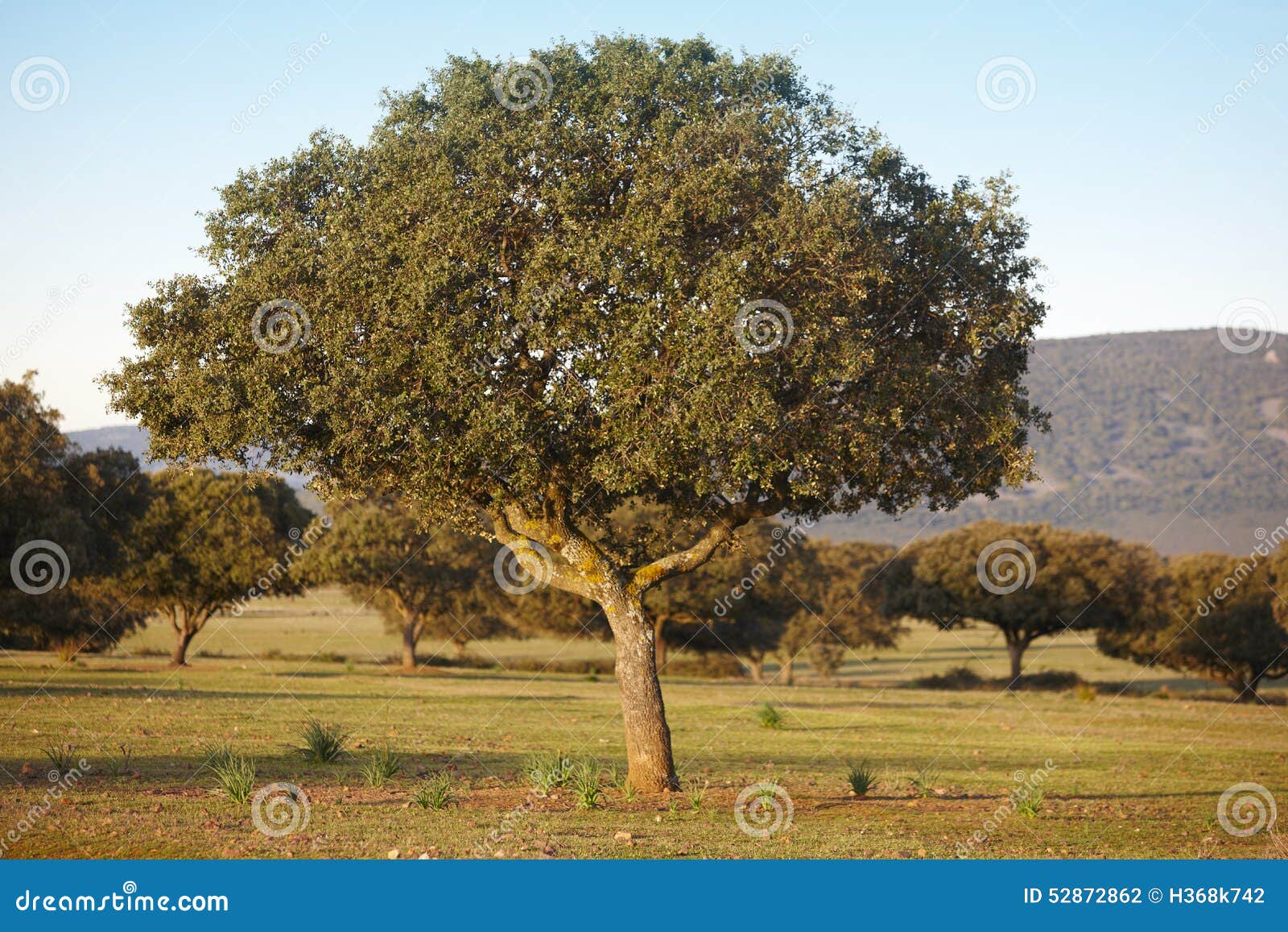 oak holm, ilex in a mediterranean forest. cabaneros park, spain