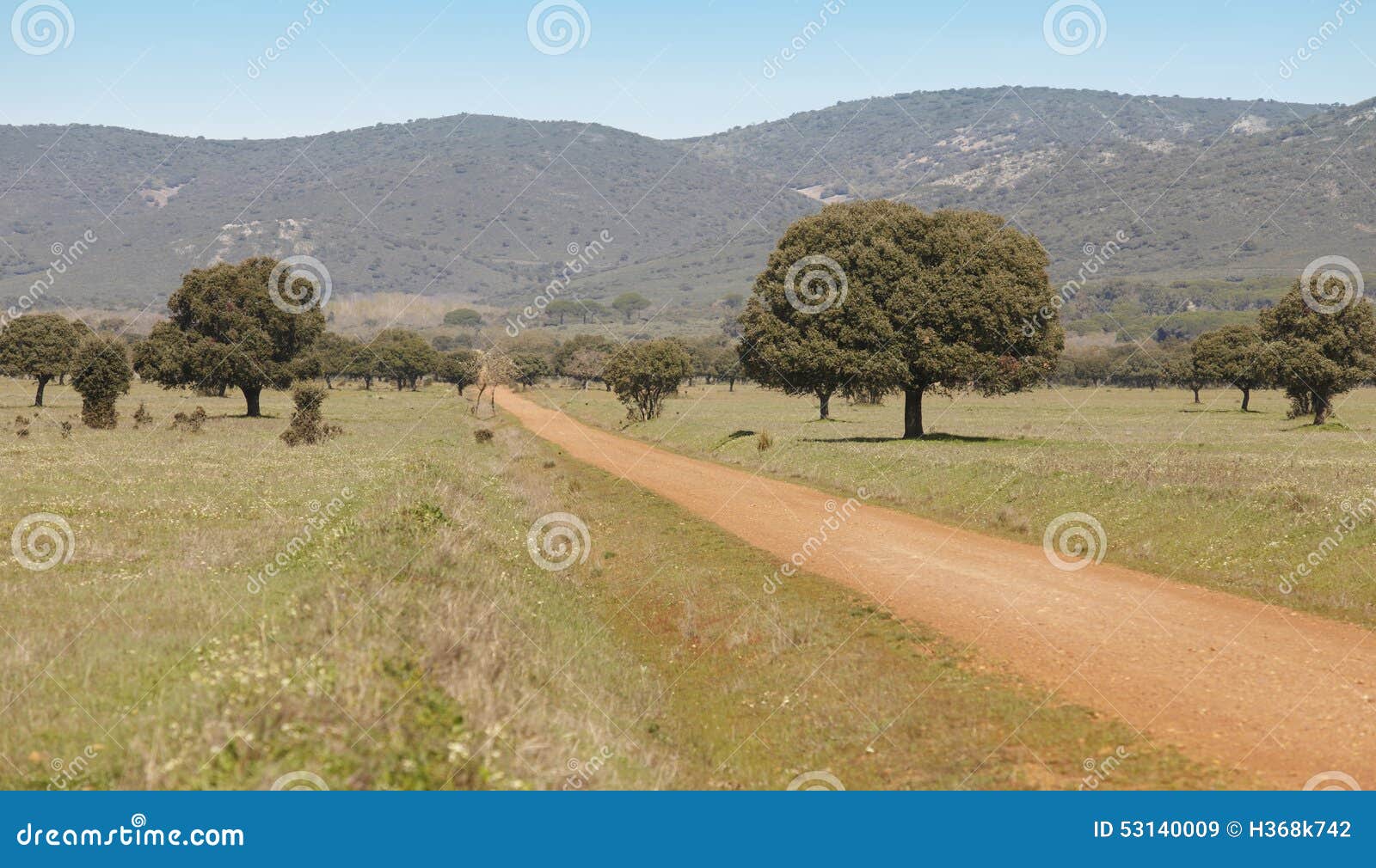 oak holms and gravel road in a mediterranean meadow. spain