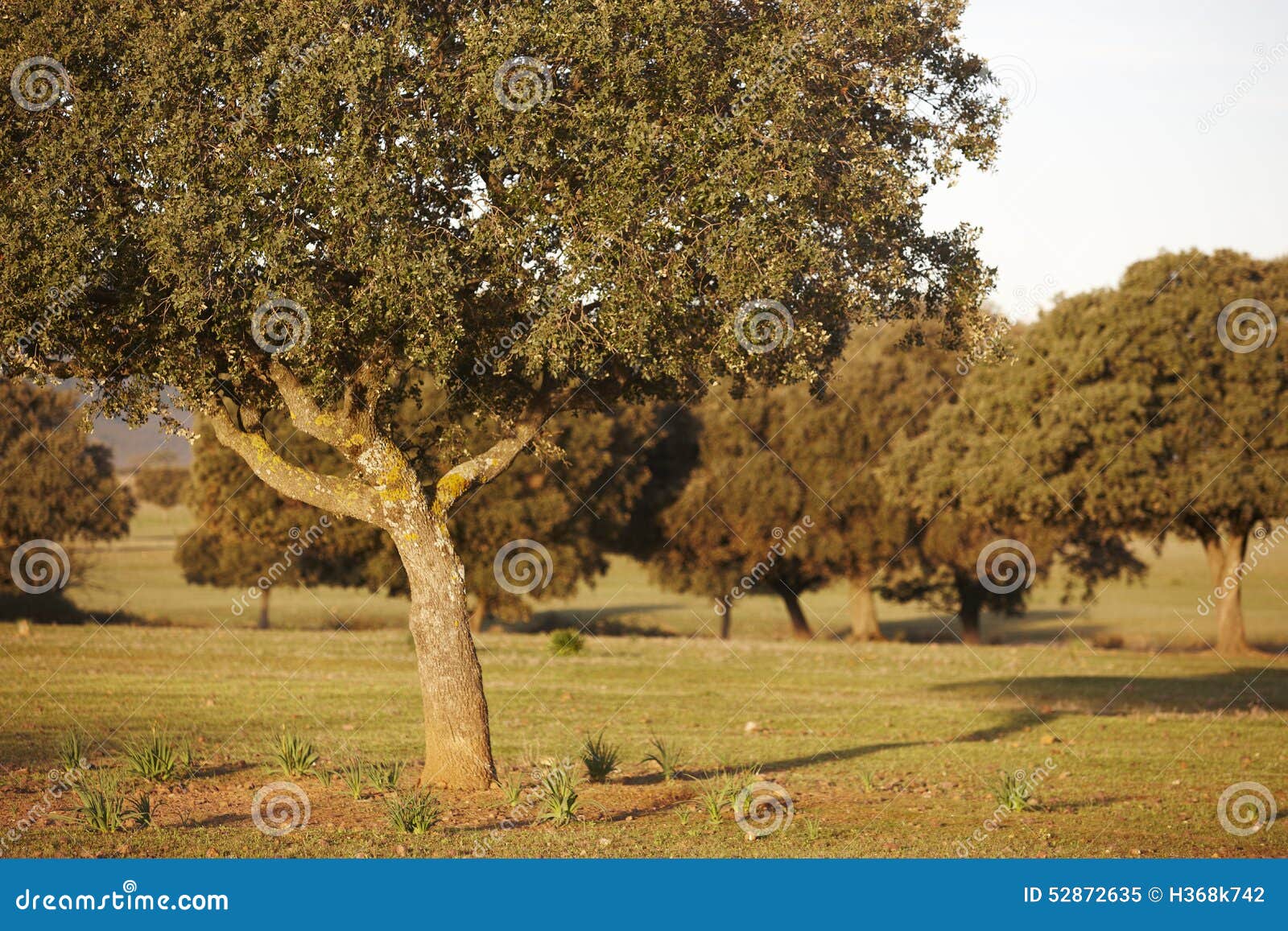 oak holms, ilex in a mediterranean forest. cabaneros park, spain