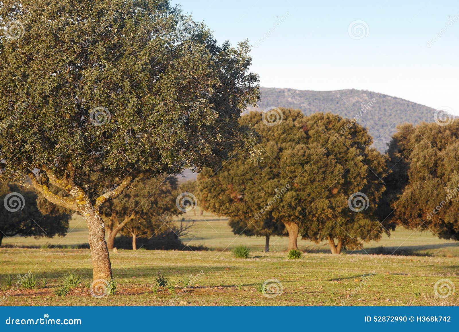 oak holms, ilex in a mediterranean forest. cabaneros park, spain