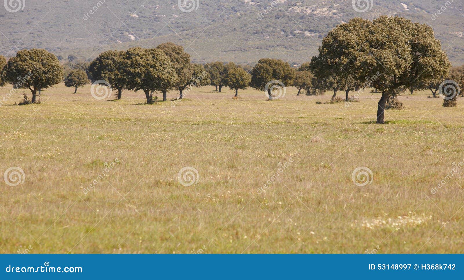 oak holms in a mediterranean meadow. cabaneros, spain