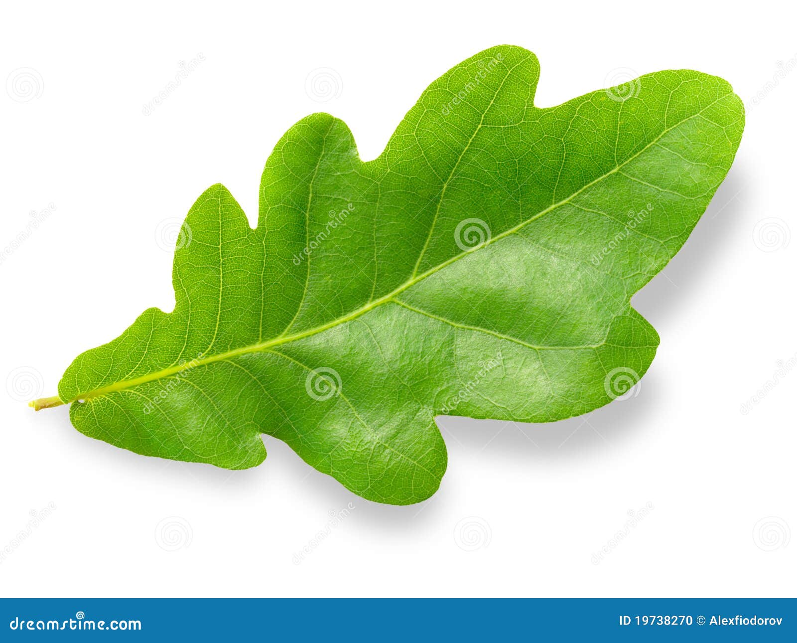 oak leaf.
