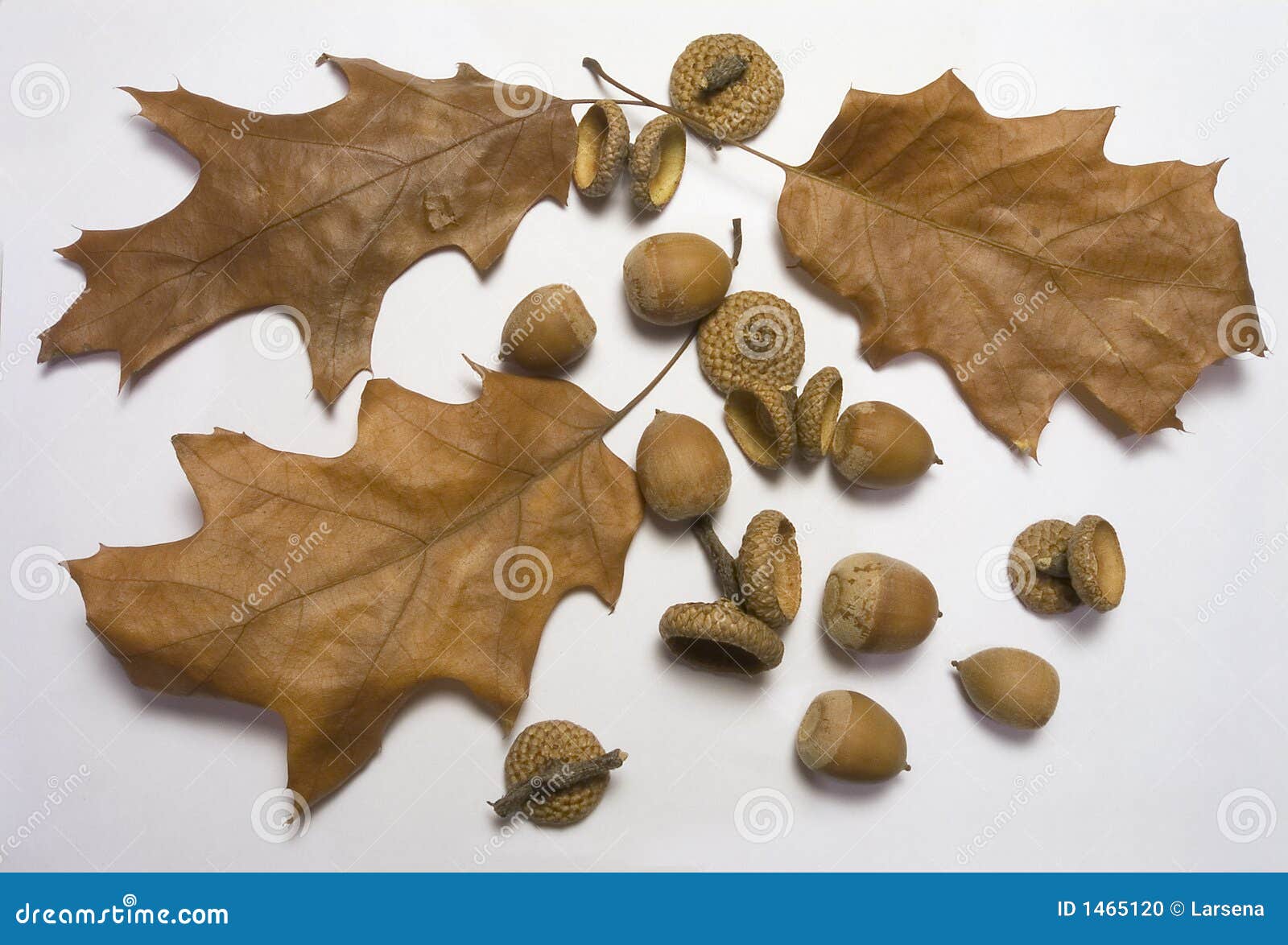 acorn and oak leaf tags