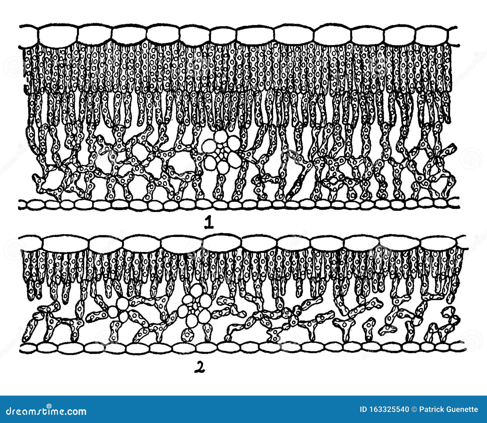 oak leaf cross-section vintage 