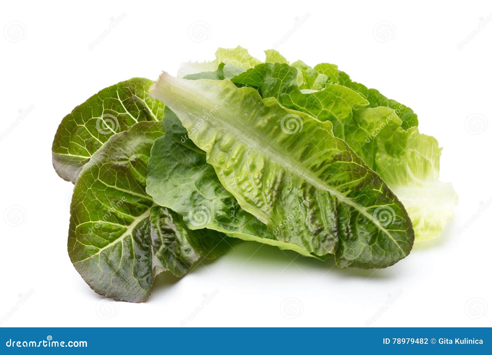 Oak Leaf Lettuce Isolated on White Background. Stock Photo Image of