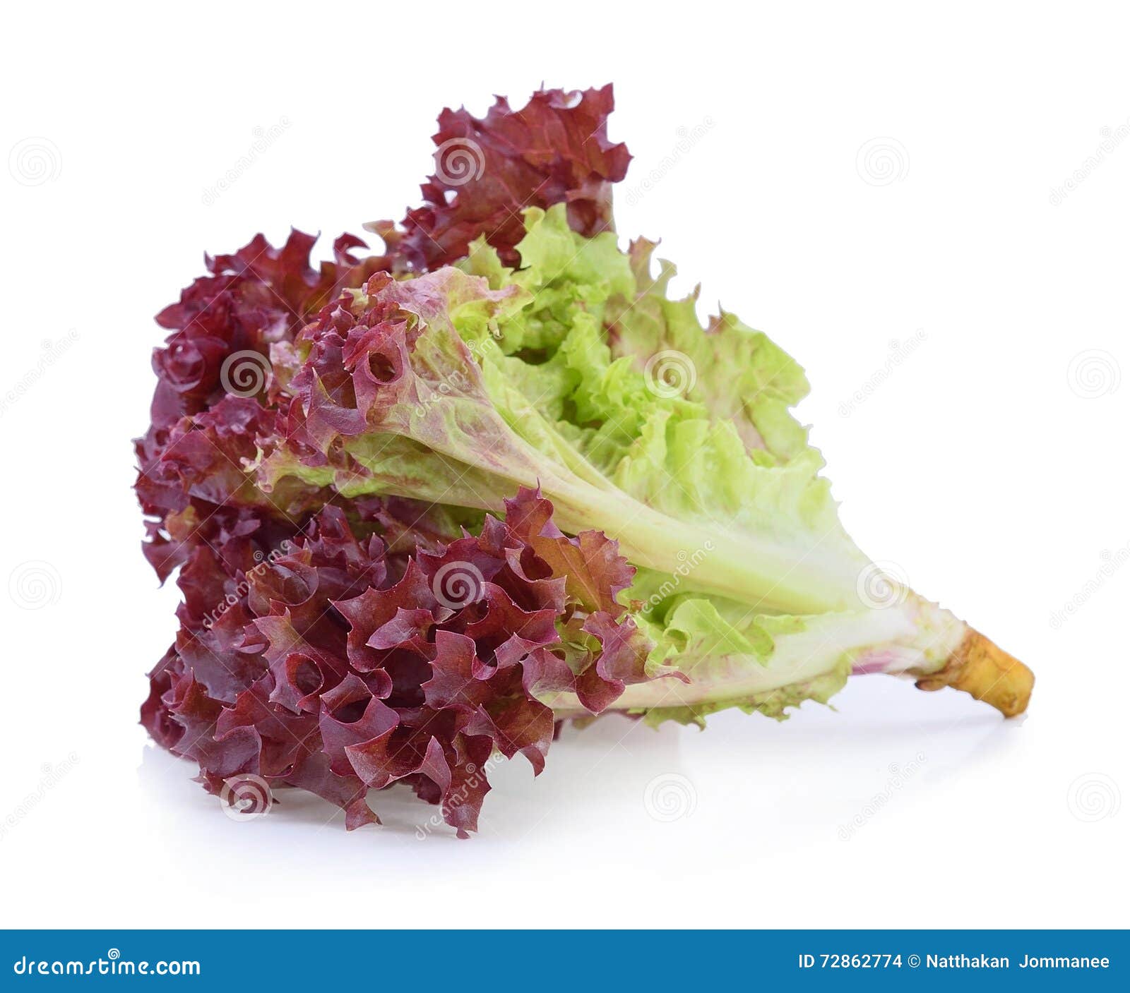 Oak Leaf lettuce stock photo. Image of fresh, eating 72862774