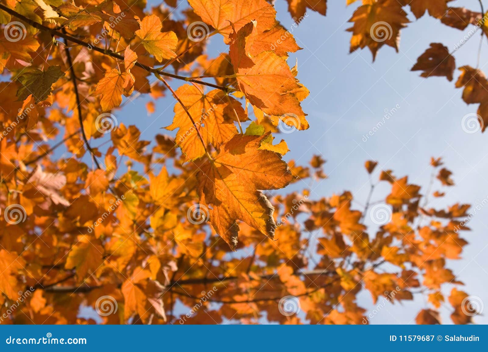 Oak maple autumn leaves stock image. Image of autumn 11579687