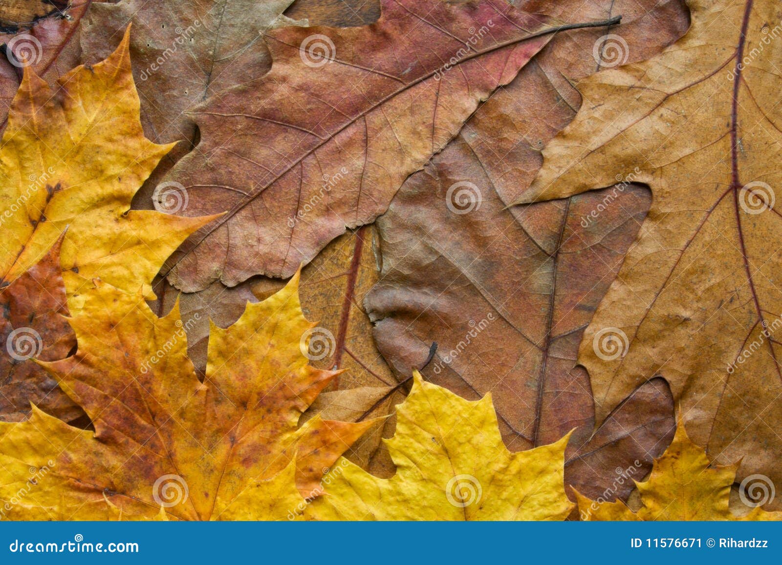 Oak and Maple Leaves Background Stock Image Image of abstract, plant