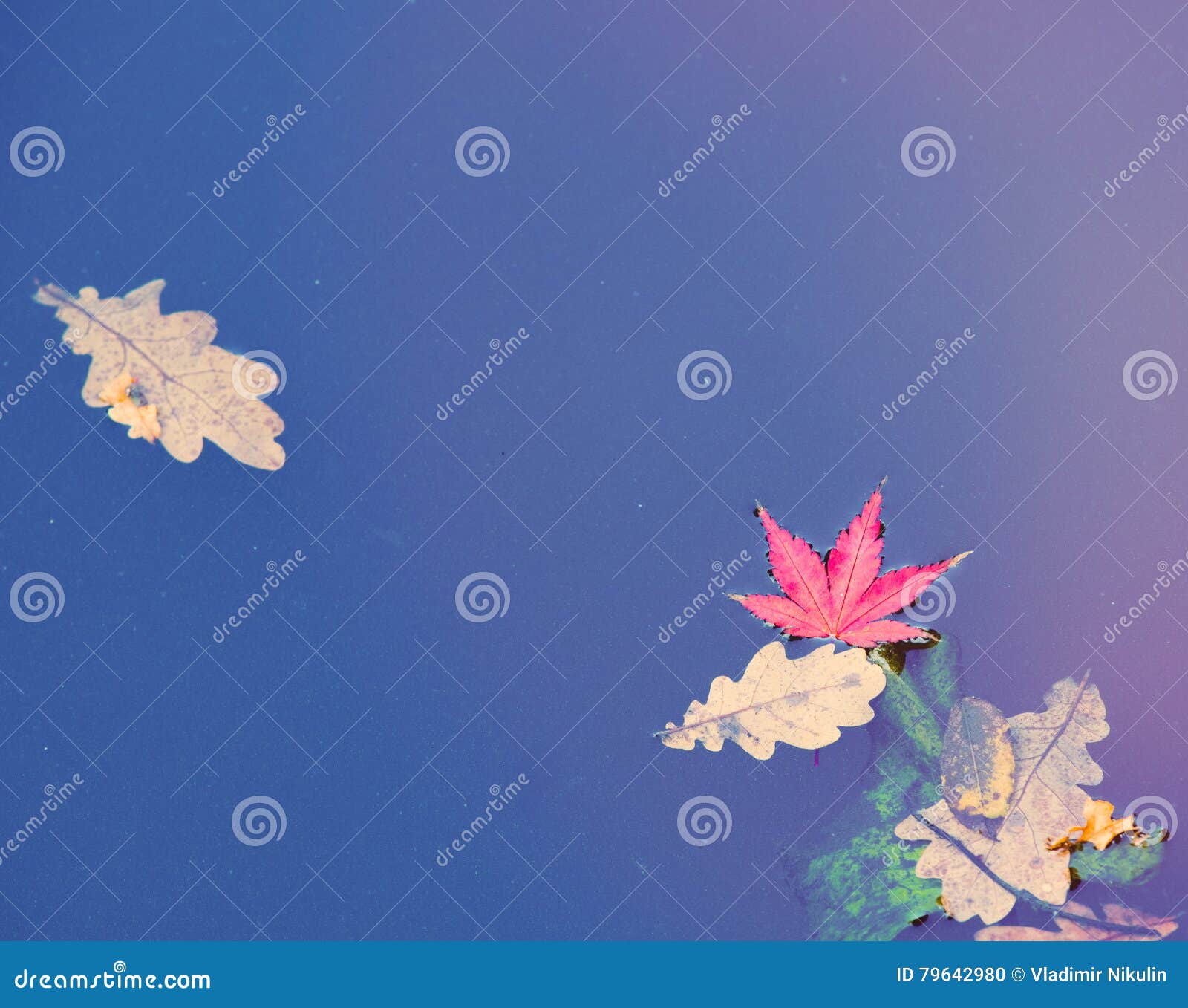 Oak and maple tree leaves stock photo. Image of park 79642980