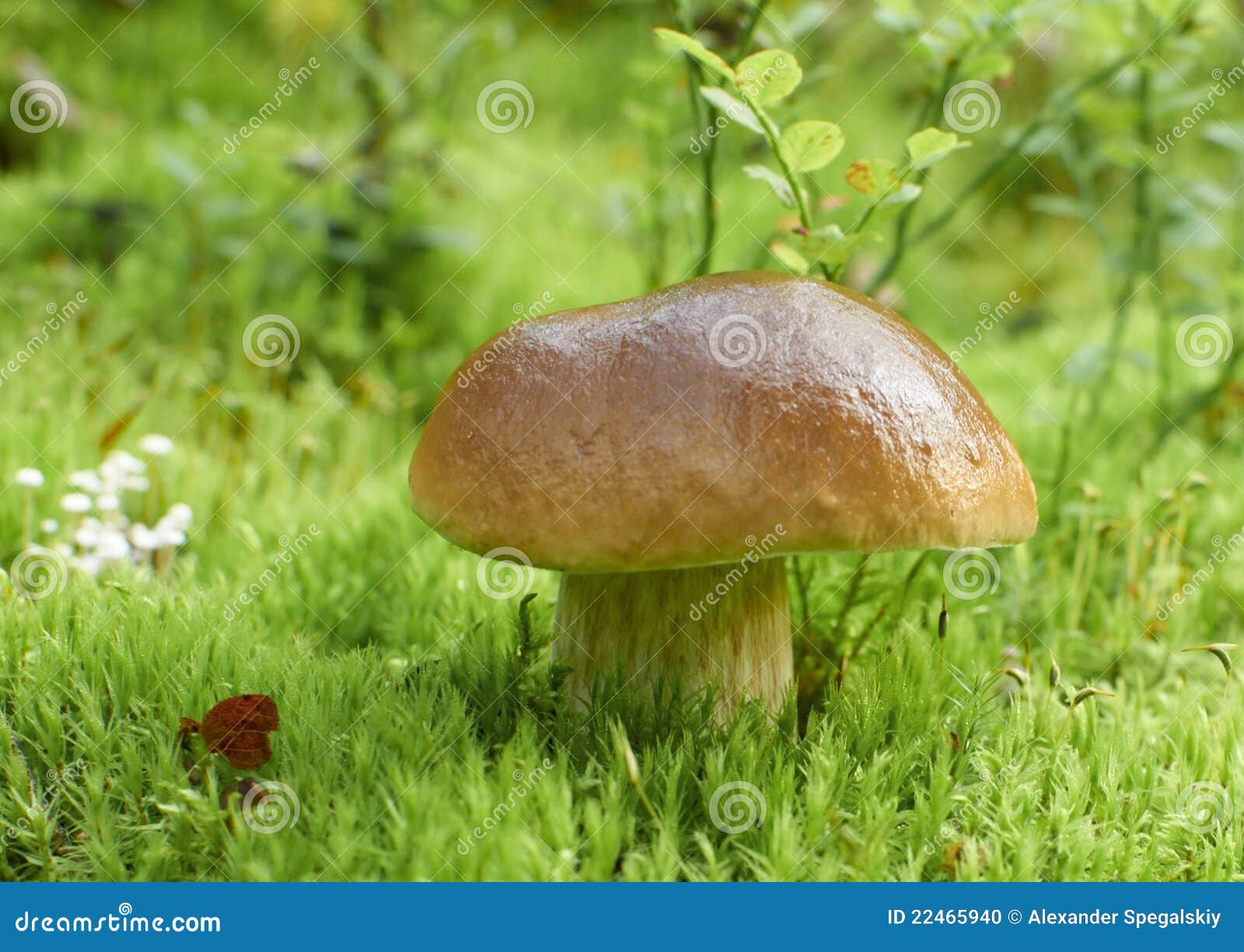 Oak Mushroom stock photo. Image of closeup, life, fungi 22465940