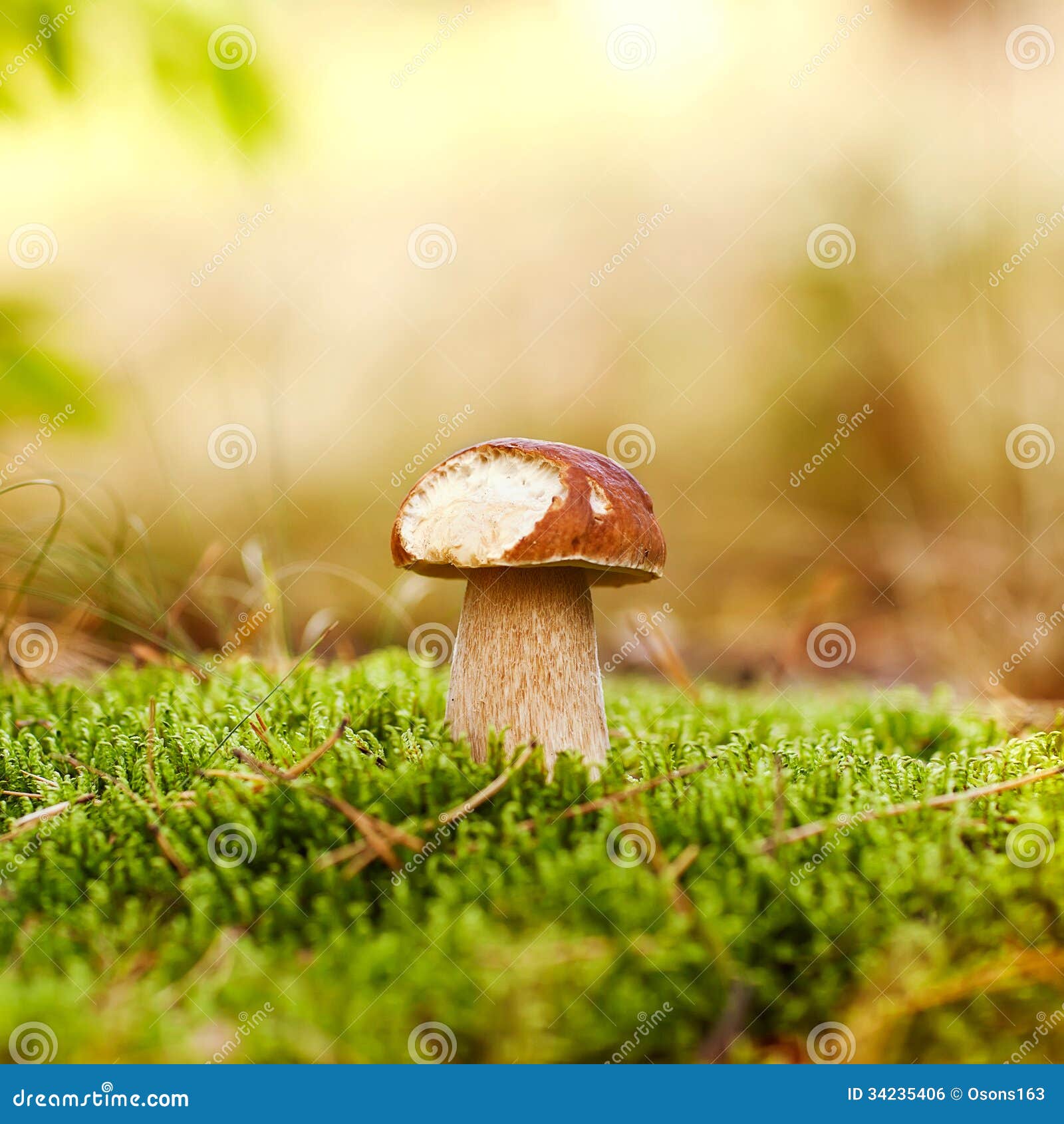 Oak Mushrooms in the moss stock photo. Image of life 34235406