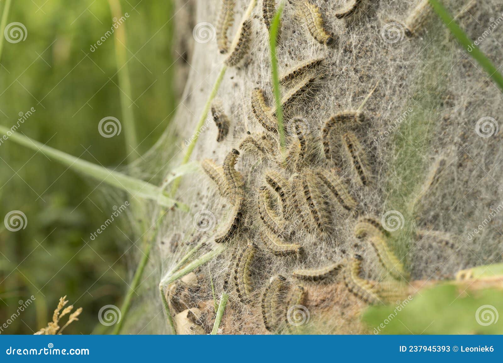 Oak Processionary Caterpillar Nest and  in Procession on an Oak Tree