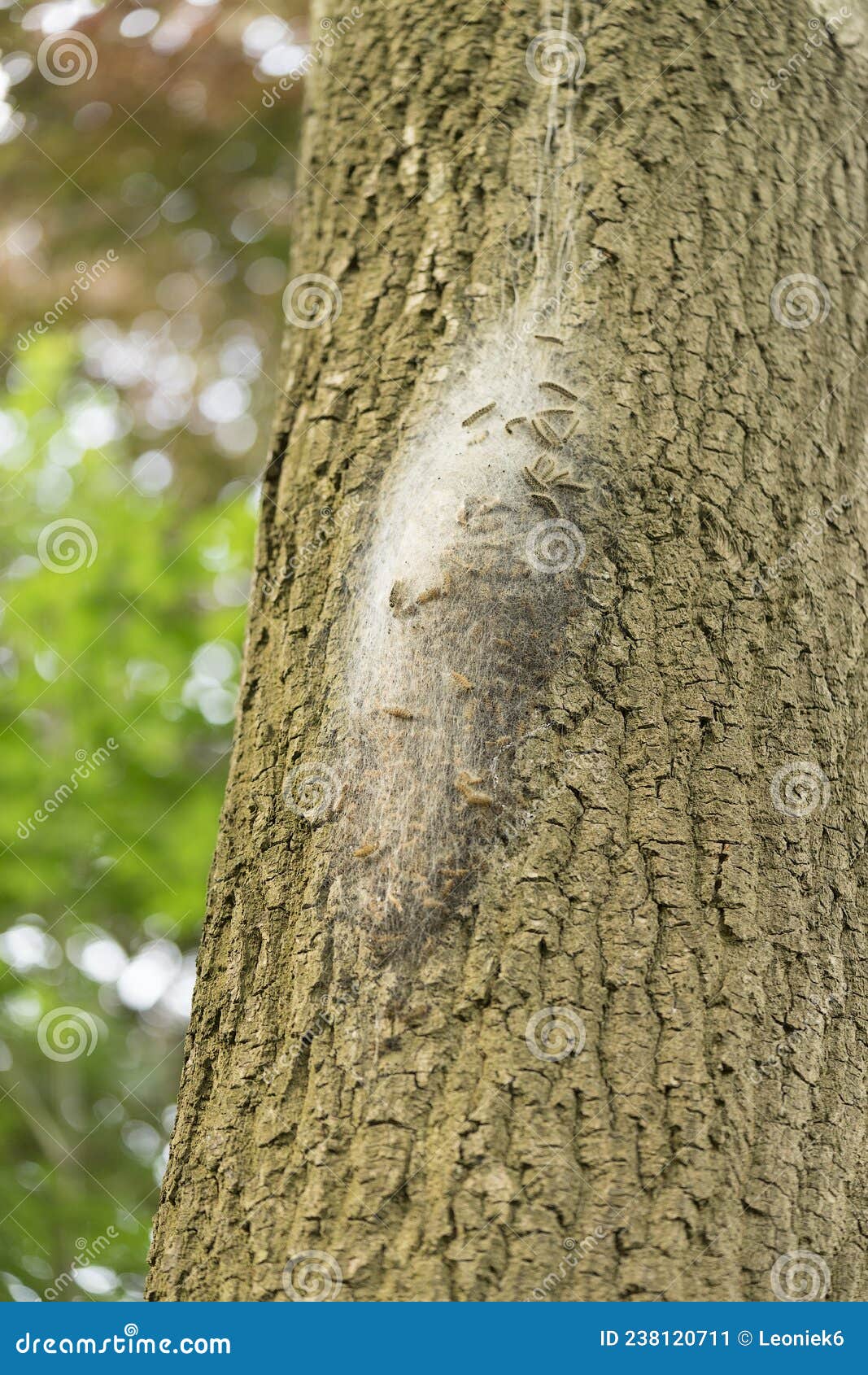 Oak Processionary Caterpillar Nest and  in Procession on an Oak Tree