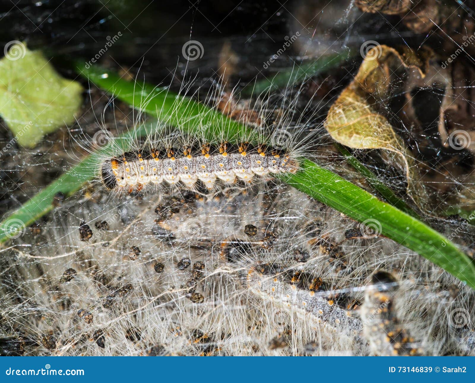 oak processionary moth caterpillar nest. closeup detail.