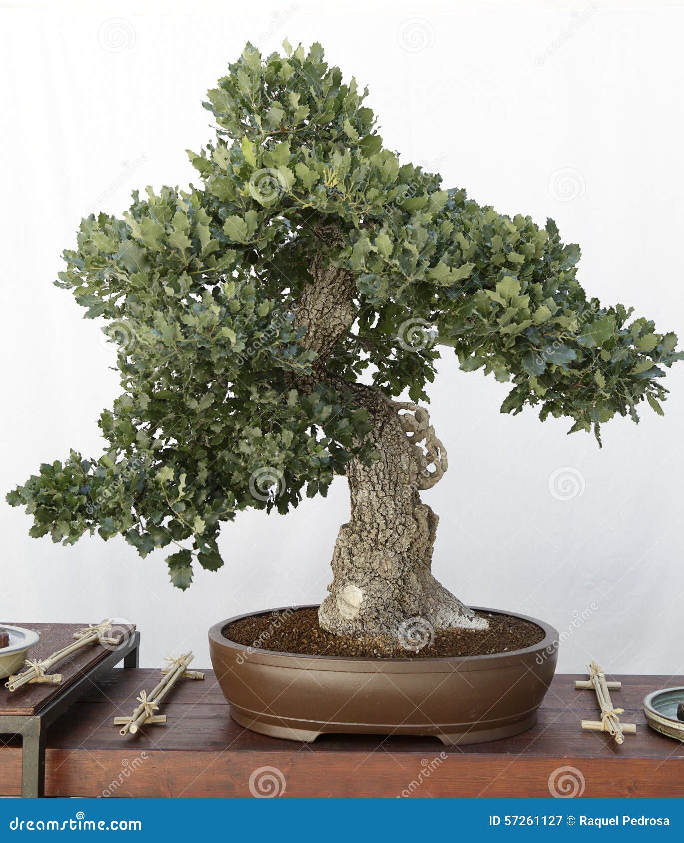 Oak (quercus) bonsai stock image. Image of asian, terracotta - 57261127