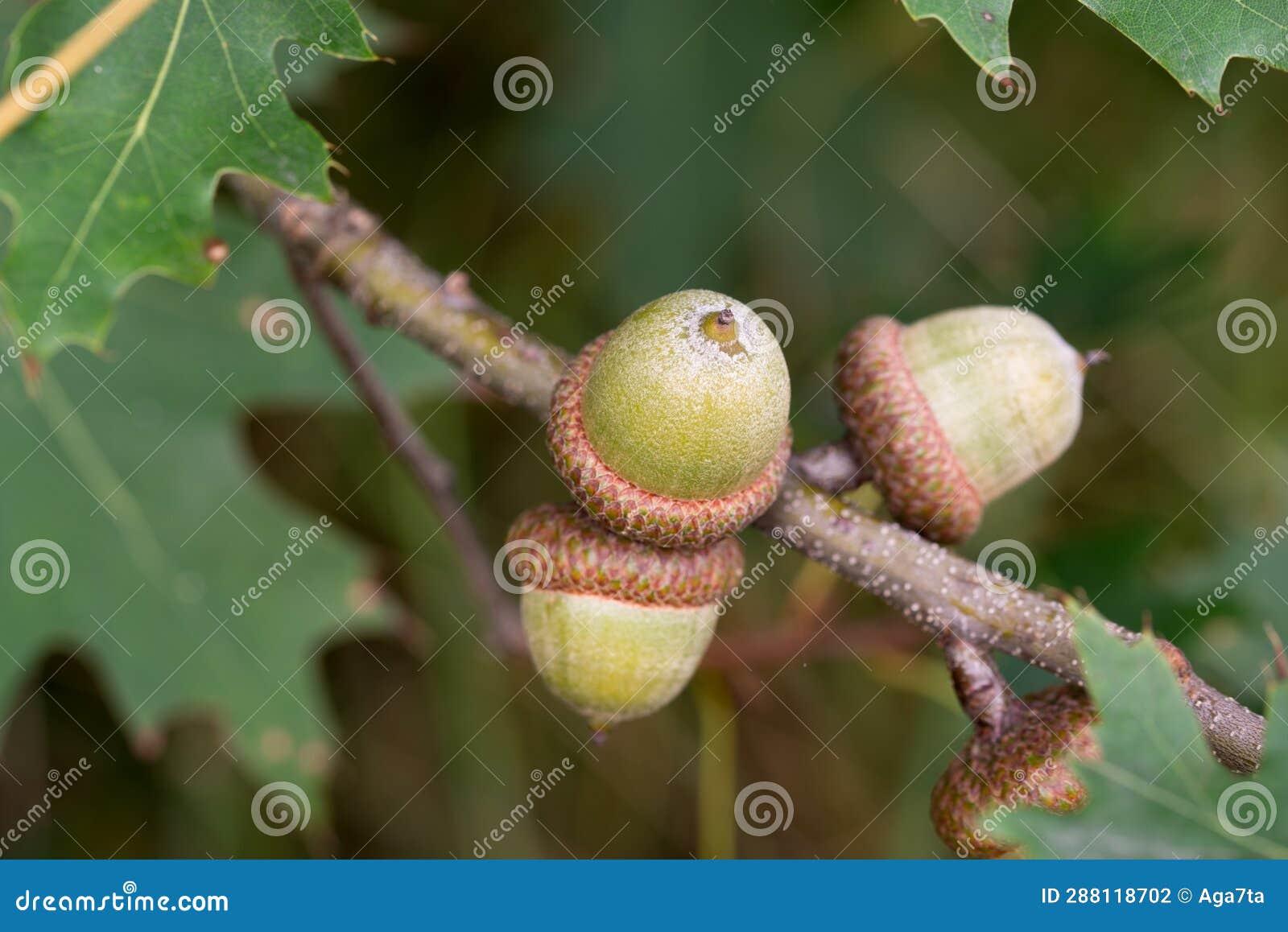 Hill's Oak (Quercus ellipsoidalis) - Great Plains Nursery, image size:1600x1158