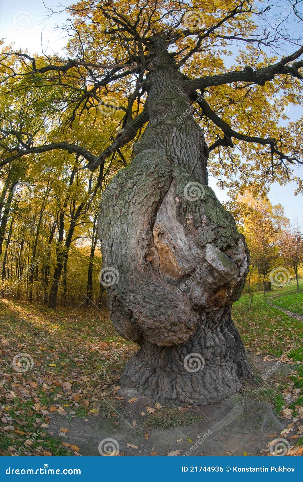 Oak is sick stock photo. Image of single, symbol, healthcare 21744936