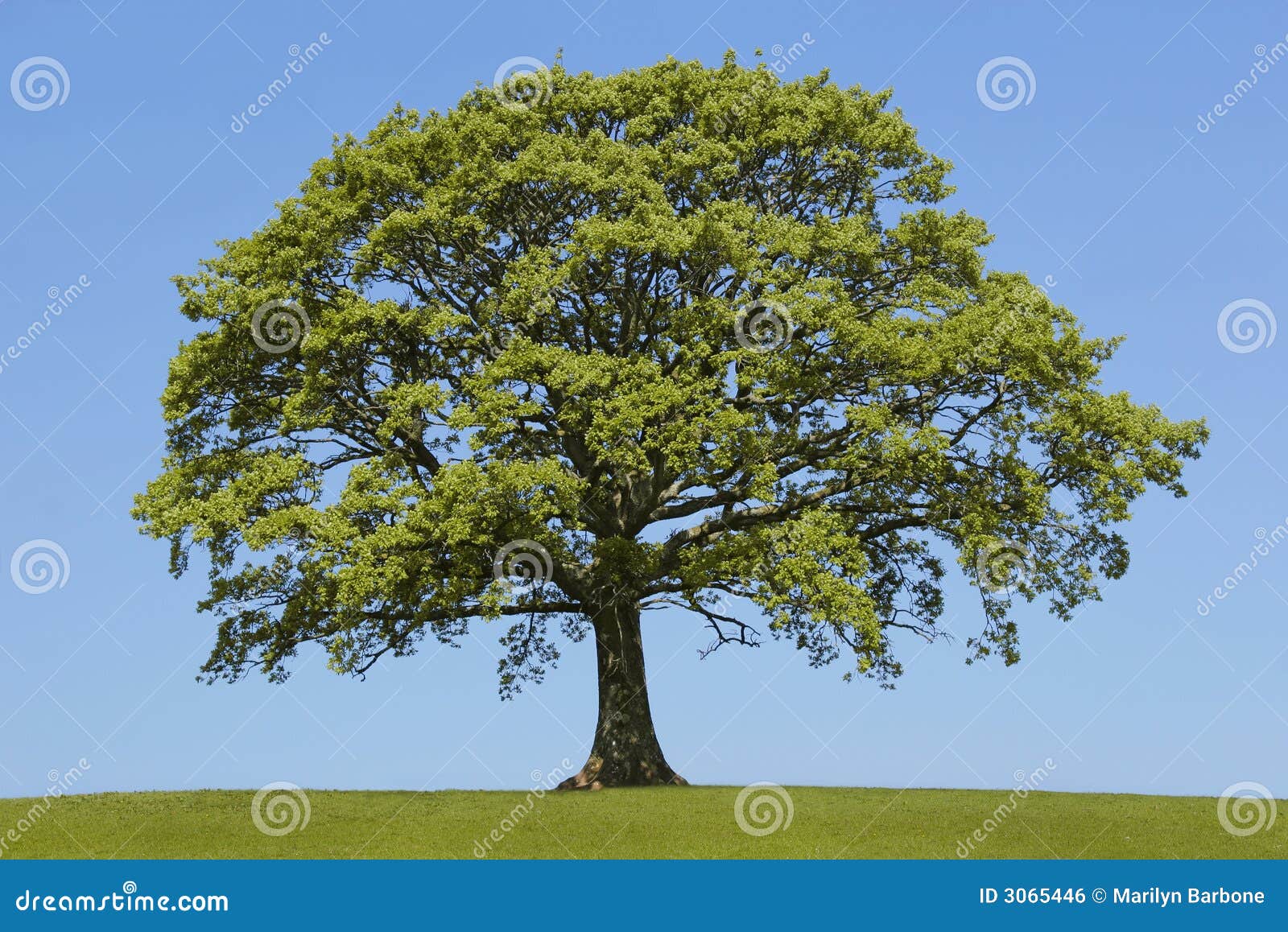 50,904 Oak Spring Tree Stock Photos - Free & Royalty-Free Stock