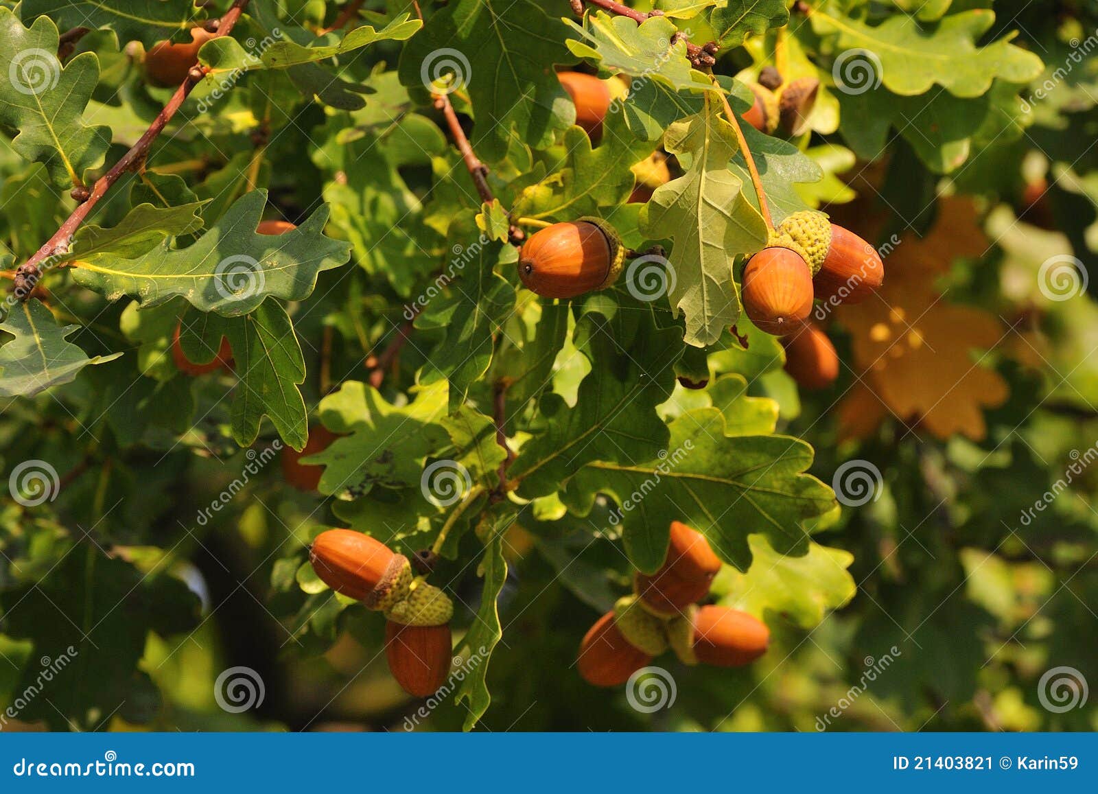 Oak tree stock image. Image of tree, autumn, seed, mature 21403821
