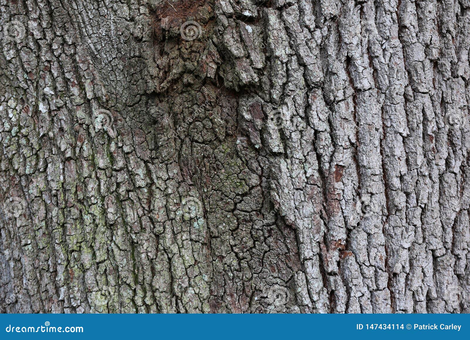 oak tree bark with burl close up