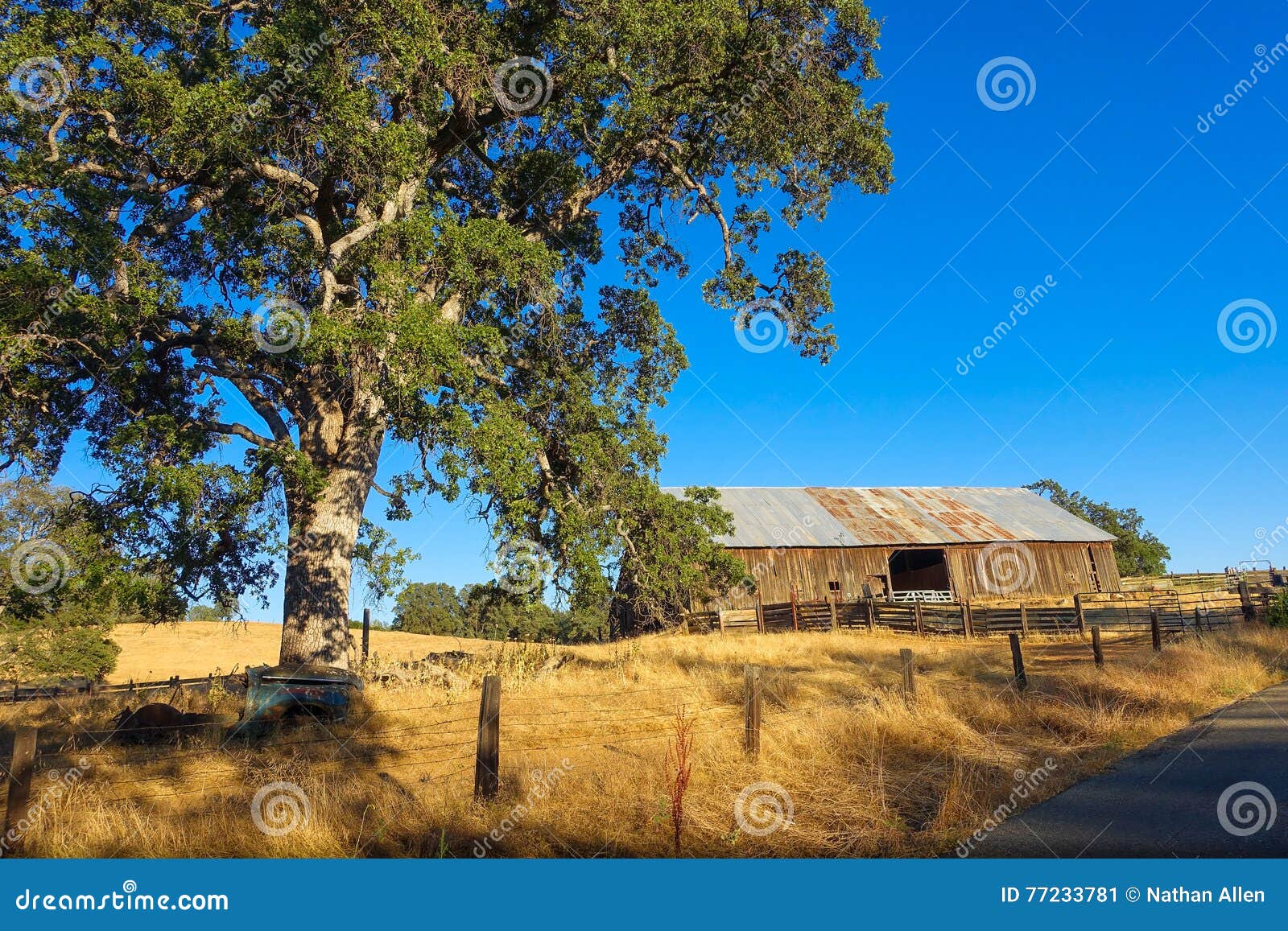 Oak Tree Barn In California S Gold Country Stock Image Image Of Barn