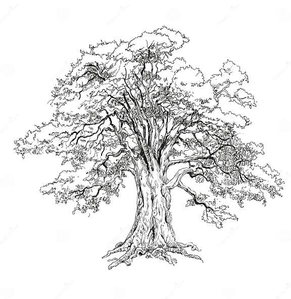 Oak tree black white stock vector. Illustration of trees 254819229