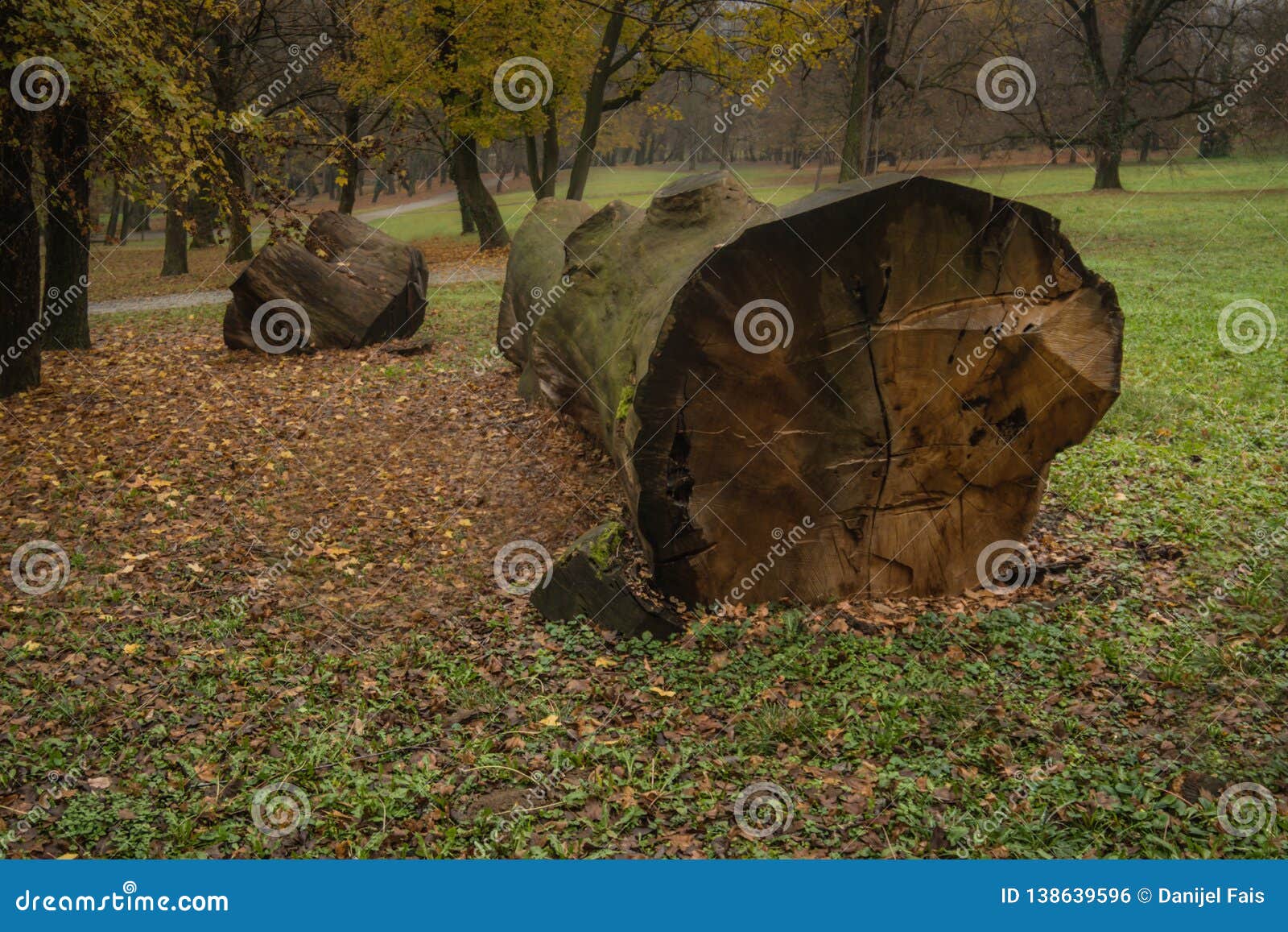 cutting trees park approval oak