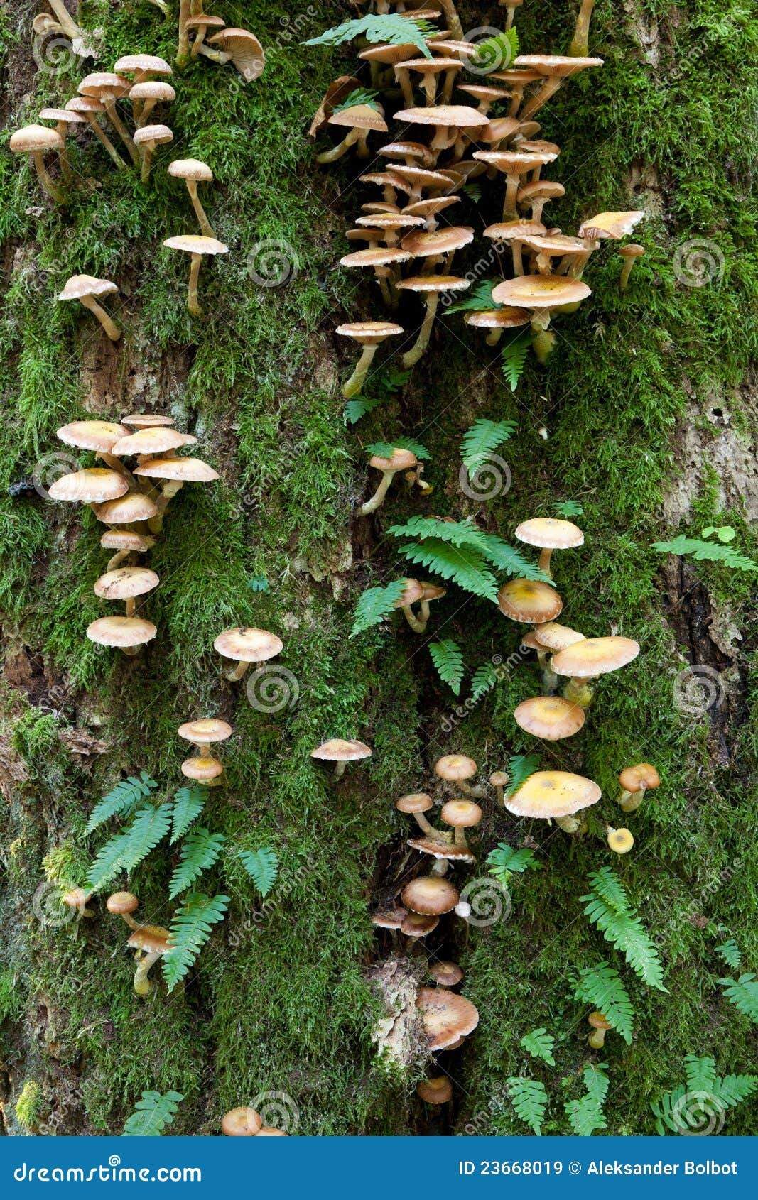 oak tree with common polypody fern and fungi