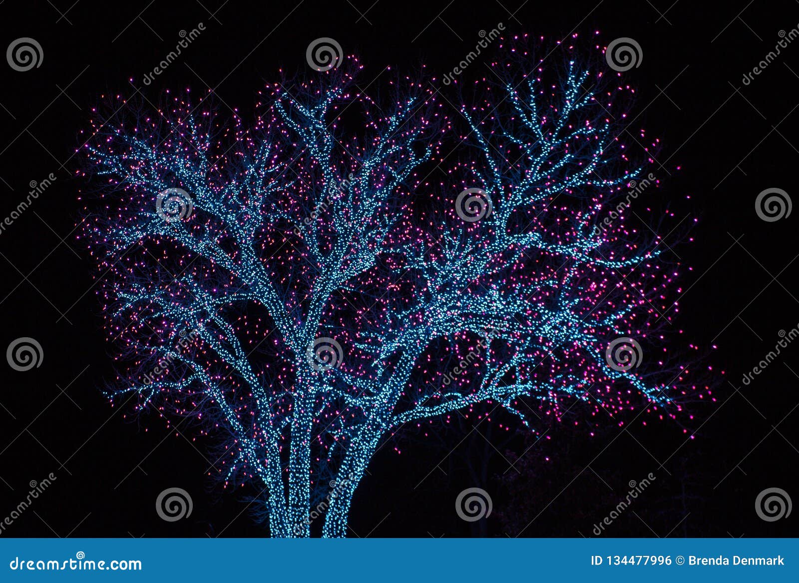 Oak Tree Decorated With Christmas Lights Stock Photo Image Of