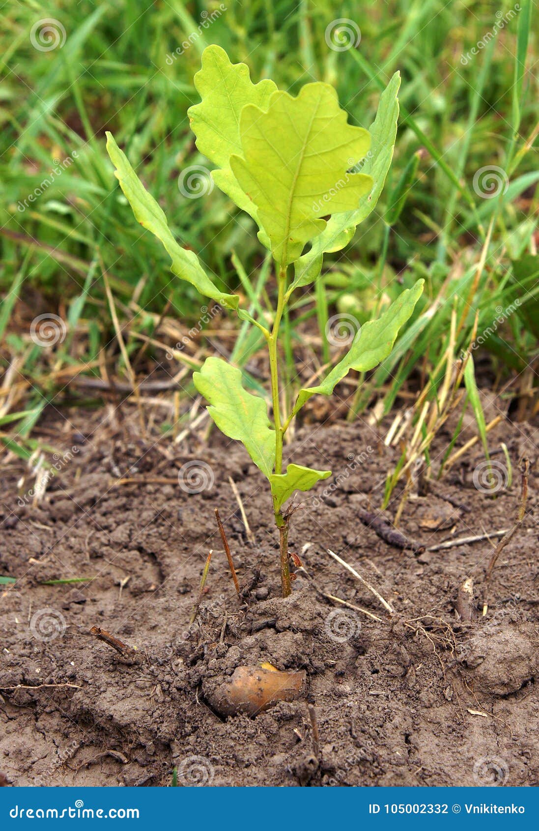Annual seedling oak tree stock photo. Image of small 105002332