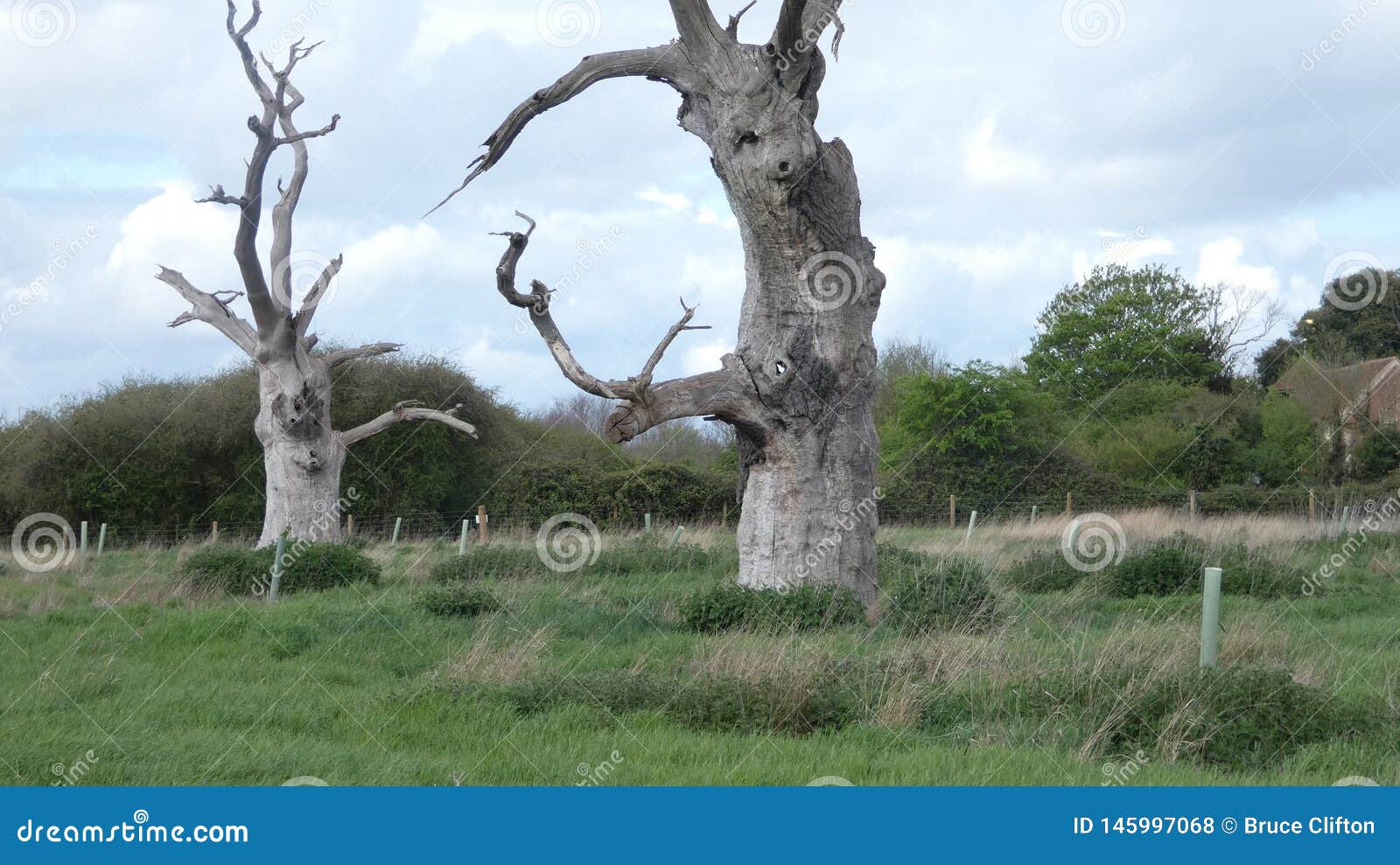 oak tree dryads ancient petrified forest enjoying the day celebrating 2000 years 30