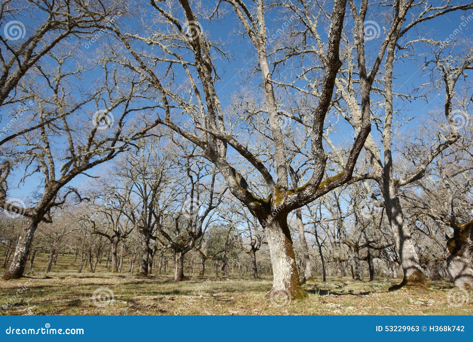 oak tree forest in cabaneros park, spain