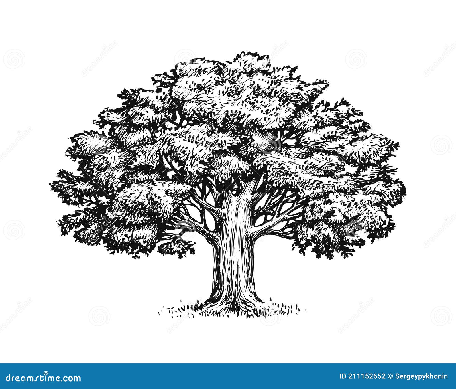 white oak tree drawing