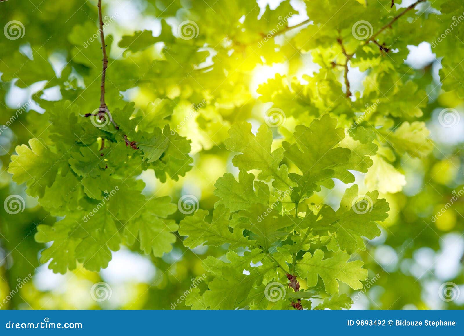 oak tree leaves sunlight