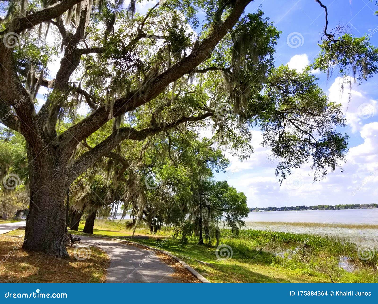 an oak tree with moss by the lake near heritage park, winter haven, florida, u.s.a